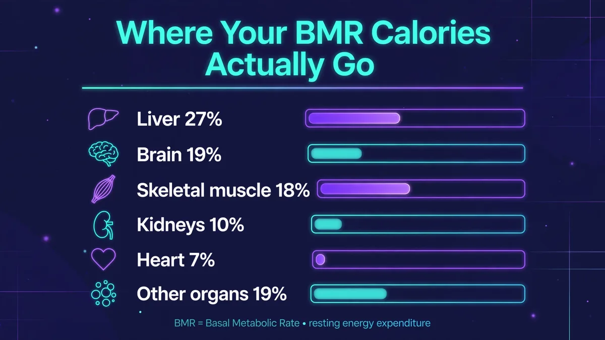 Where your BMR calories actually go: liver 27 percent, brain 19 percent, skeletal muscle 18 percent, kidneys 10 percent, heart 7 percent, and other organs 19 percent of resting energy expenditure