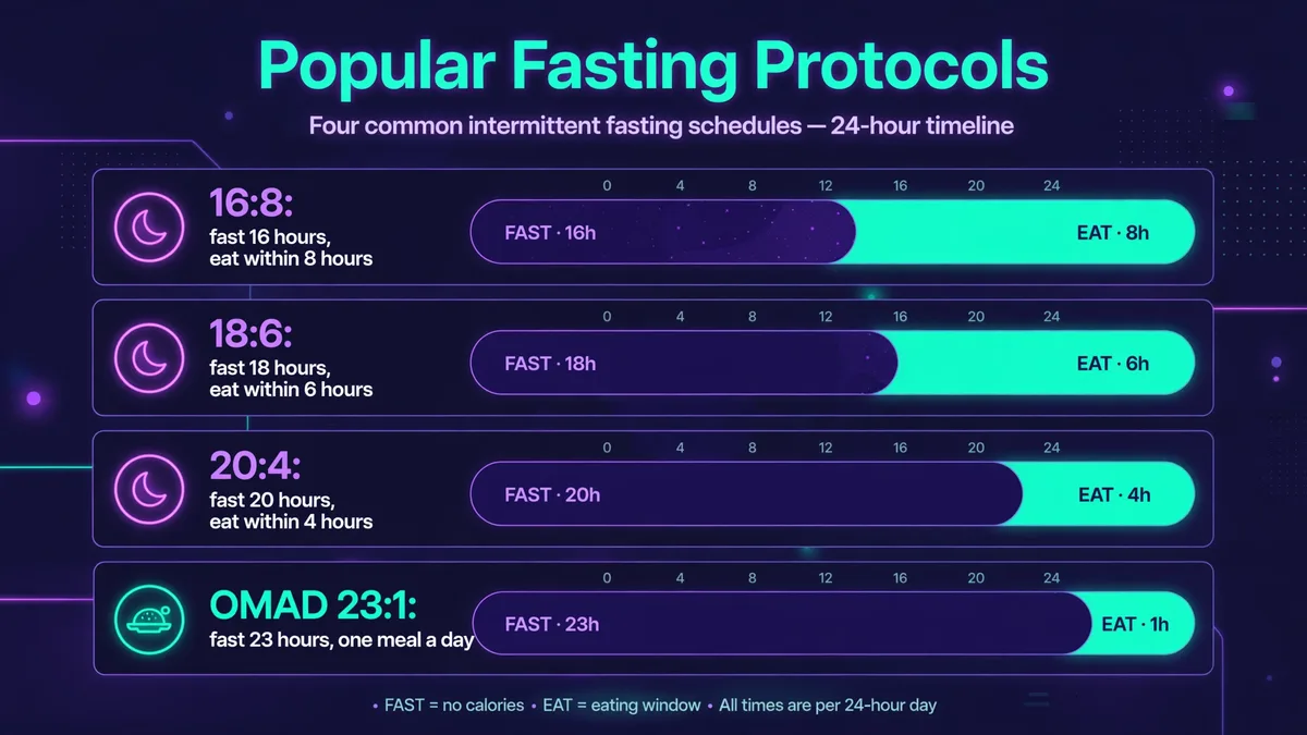 Popular intermittent fasting protocols on a 24-hour timeline: 16:8 (fast 16 hours, eat within 8), 18:6 (fast 18, eat within 6), 20:4 (fast 20, eat within 4), and OMAD 23:1 (one meal a day)